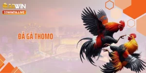 Đá Gà Thomo Khiến Dân Mê Chiến Kê Đứng Ngồi Không Yên